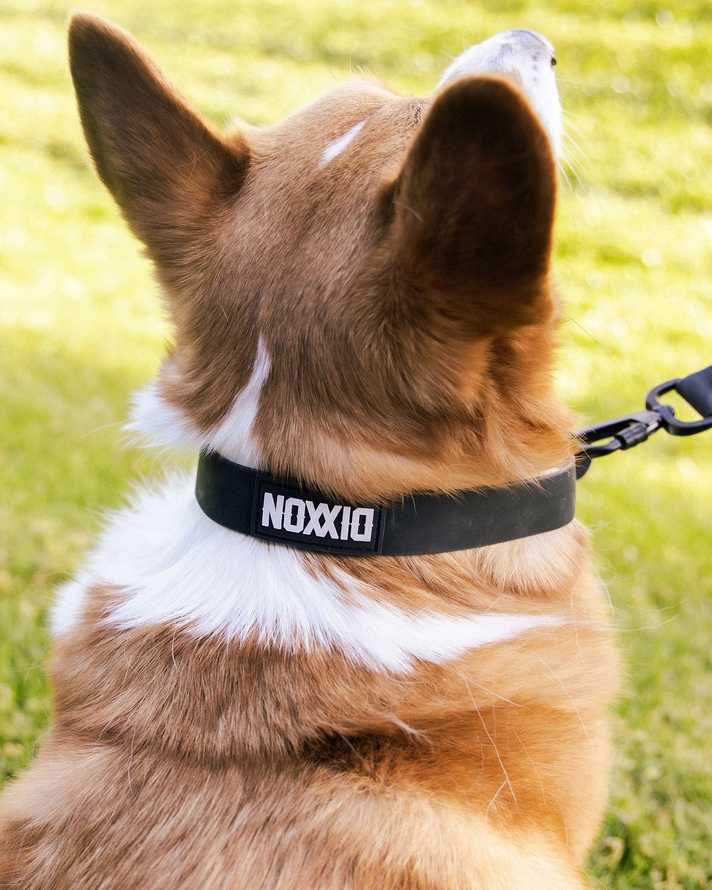 Dixxon Rubber Dog Collar - Black